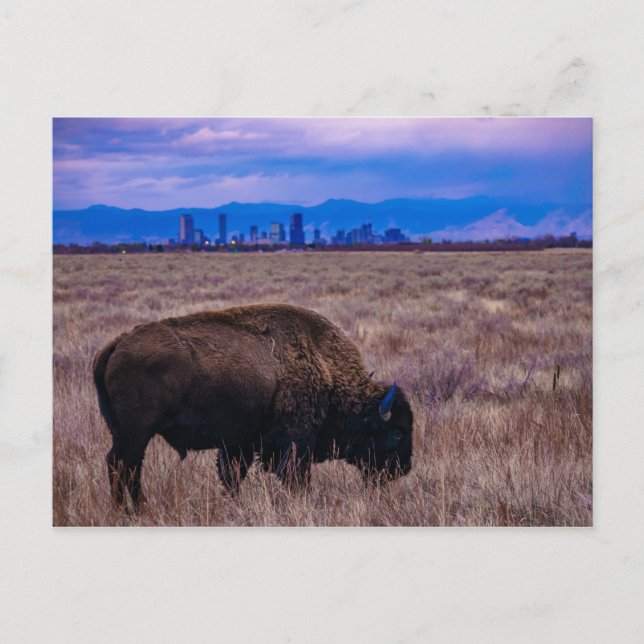 Carte Postale Buffalo à Denver, le Colorado (Devant)