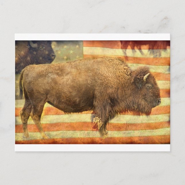 Carte Postale Buffalo américain (Devant)