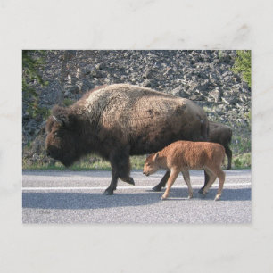Carte Postale Buffalo de Yellowstone