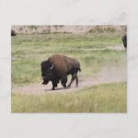Buffalo en mouvement, Photographie