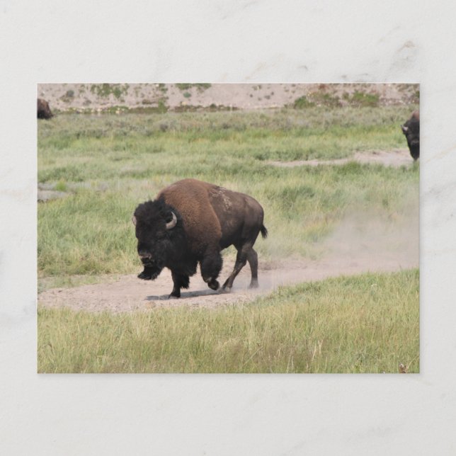 Carte Postale Buffalo en mouvement, Photographie (Devant)