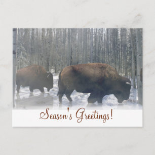 Carte postale Buffalo in the Snow Bonnes Fêtes