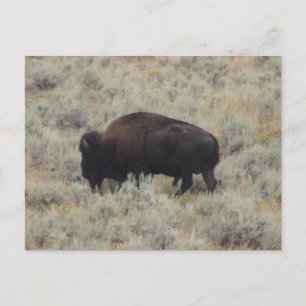 Carte Postale Buffalo, Pâturage, Pierre Jaune, Photographie