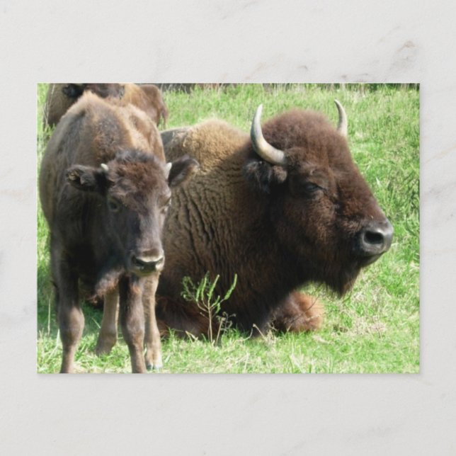 Carte postale Buffalo Picture (Devant)