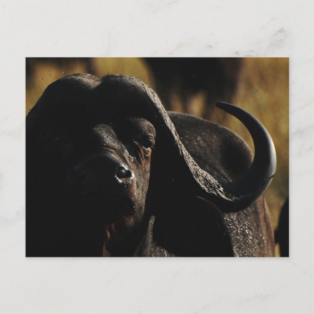 Carte Postale Buffalo - safari grand cinq animal (Devant)