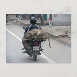 Carte Postale Buffalo sur moto-Vietnam