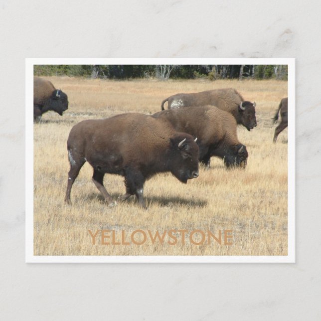 Carte postale Buffalo Yellowstone (Devant)