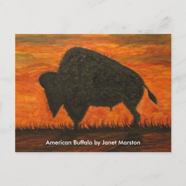 Carte Postale Buffle américain (bison) (Devant)