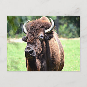 Carte Postale Buffle (bison)