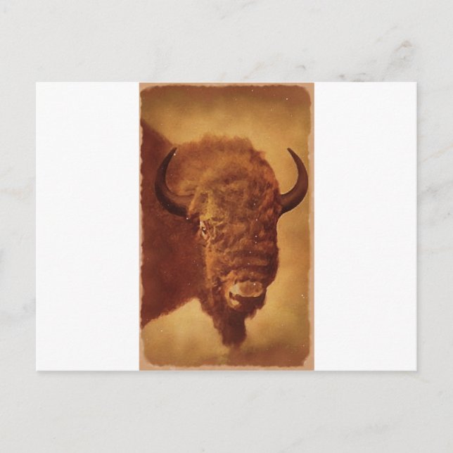 Carte Postale Buffle / Bison (Devant)