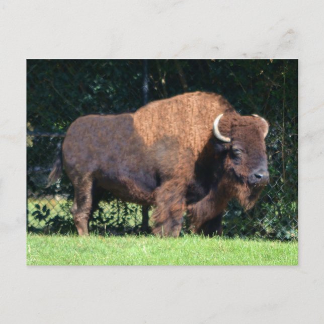 Carte Postale Buffle (bison) Kansas, Oklahoma, Wyoming (Devant)