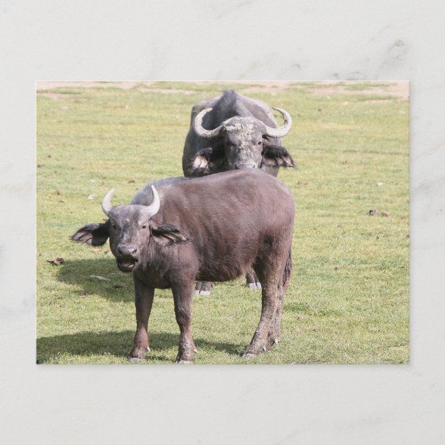 Carte Postale buffles africains (Devant)