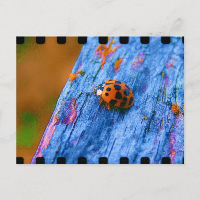 Carte Postale Bug couleur fou (Devant)