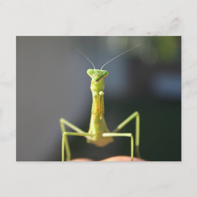Carte Postale Bug You (Devant)