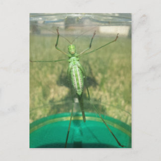 Carte Postale Buggy 1 - educatedbrainfart