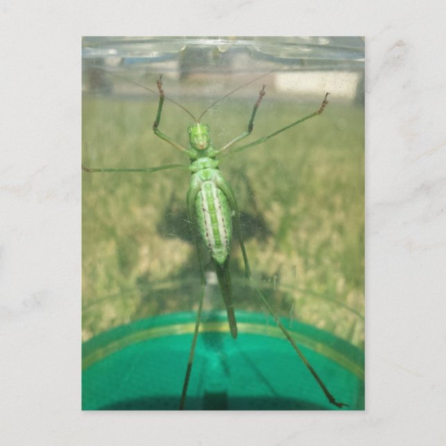 Carte Postale Buggy 1 - educatedbrainfart (Devant)