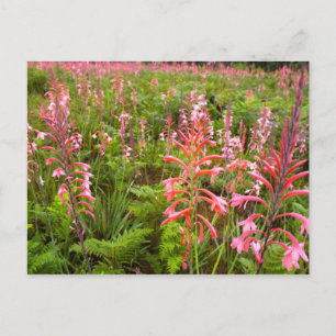 Carte Postale Bugle Lily (Watsonia) Fleur, Cap Est