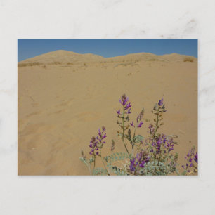 Carte Postale Buisson d'indigo du Mojave et dunes de Kelso