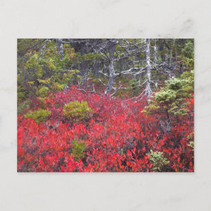 Carte Postale Buissons de myrtilles et pins