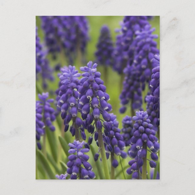 Carte postale Bulbes d'Hyacinthe de raisin (Devant)