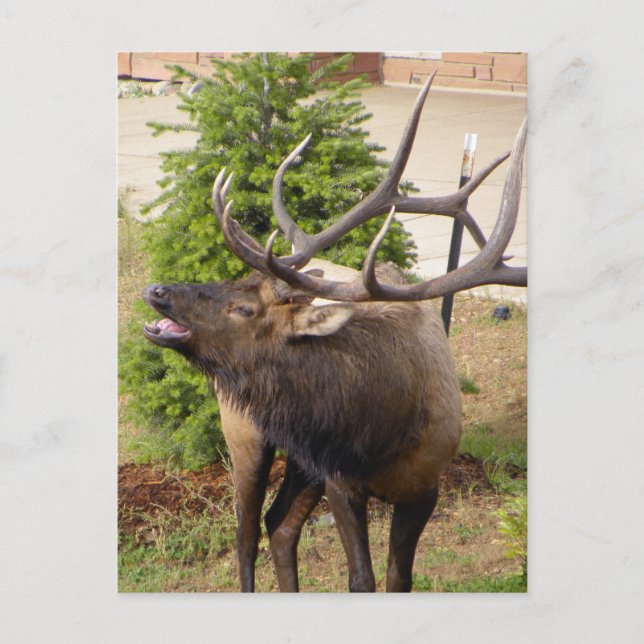 Carte Postale Bull de wapiti (Devant)