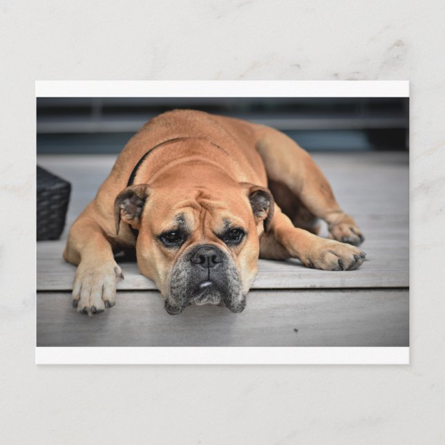 Carte Postale Bull Dog (Devant)