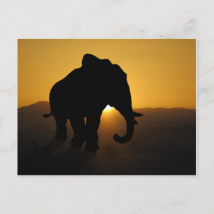 Carte Postale Bull éléphant