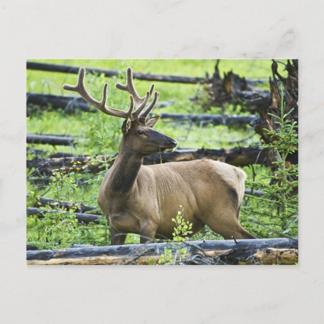 Carte Postale Bull Elk (Devant)
