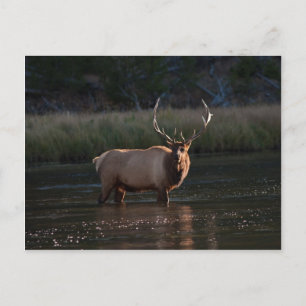 Carte Postale Bull Elk
