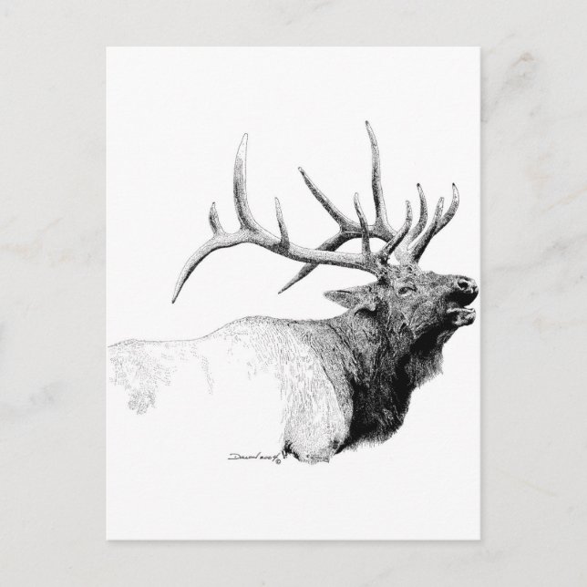 Carte Postale Bull Elk (Devant)