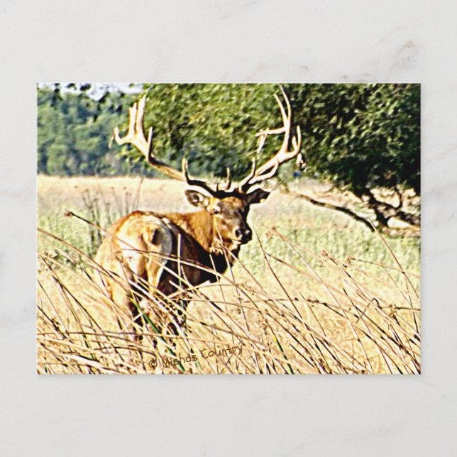 Carte Postale Bull Elk (Devant)