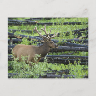 Carte Postale Bull Elk