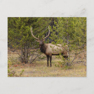 Carte Postale Bull Elk   At Yellowstone National Park