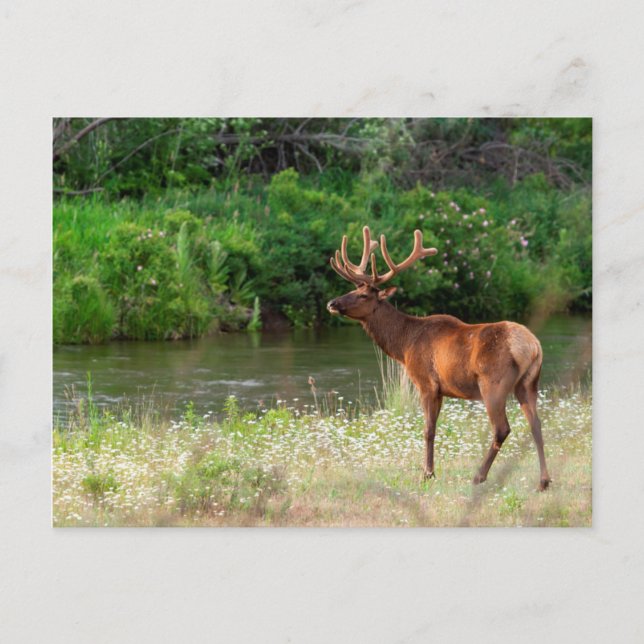 Carte Postale Bull Elk dans la chaîne nationale de bisons, Monta (Devant)