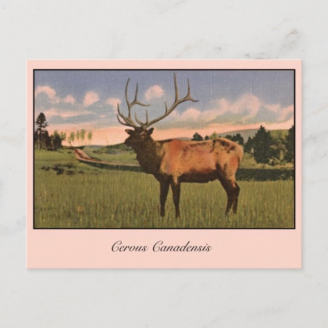 Carte Postale Bull Elk dans le parc de Yellowstone (Devant)