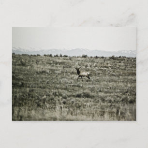 Carte postale Bull Elk P2800