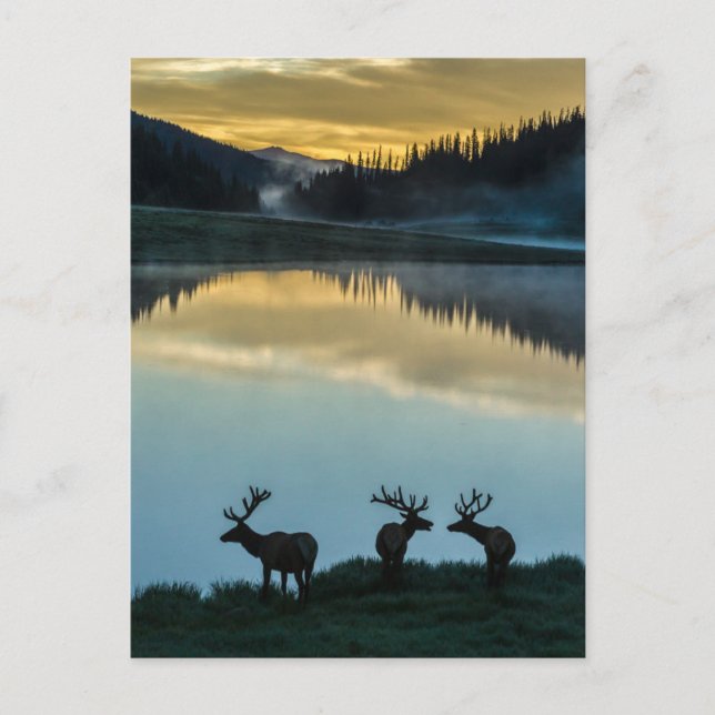 Carte Postale Bull Elks Silhouetté Poudre Lac Sunrise (Devant)