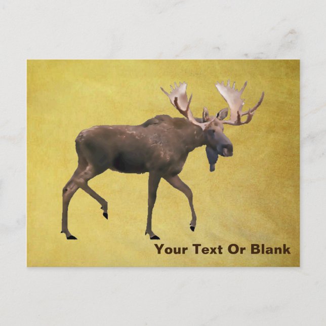 Carte Postale Bull Moose (Devant)