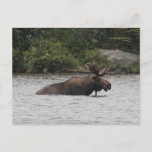 Carte Postale Bull Moose