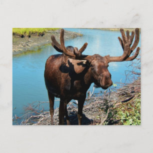 Carte postale Bull Moose