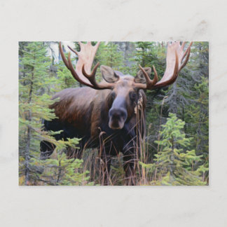 Carte Postale Bull Moose