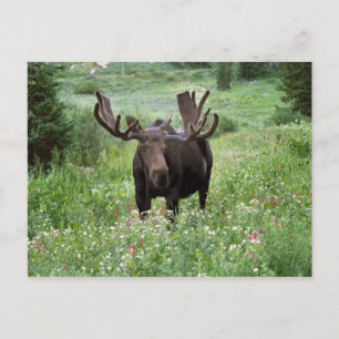 Carte Postale Bull moose Alces alces) en fleur sauvage,