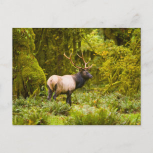 Carte Postale Bull Roosevelt Elk Debout Dans Le Pré