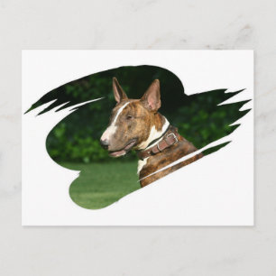 Carte postale Bull Terrier