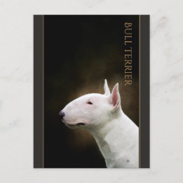 Carte postale Bull Terrier