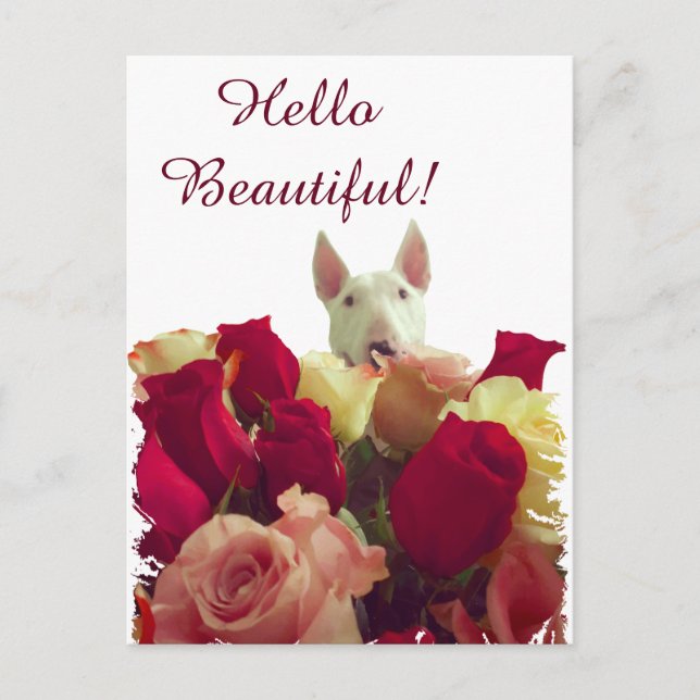 Carte Postale Bull terrier avec salutation rose - Hello Beautifu (Devant)