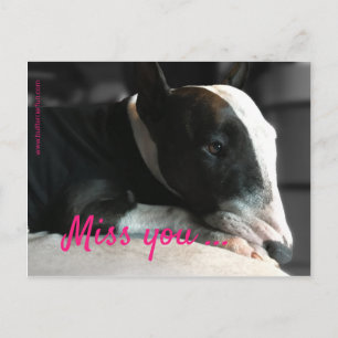 Carte Postale Bull Terrier manque une personne chère