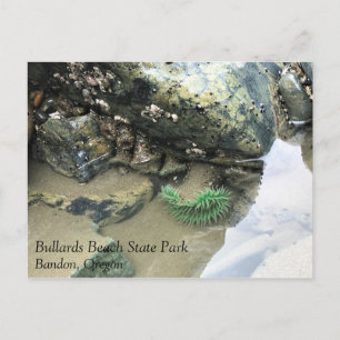 Carte Postale Bullards Beach State Park, Bandon, Oregon