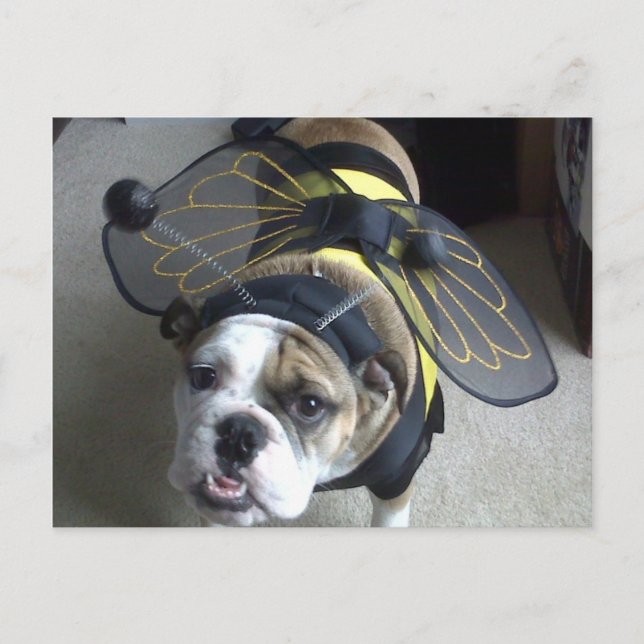Carte Postale Bulldog (Devant)