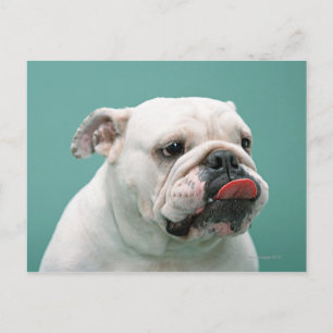 Carte Postale Bulldog